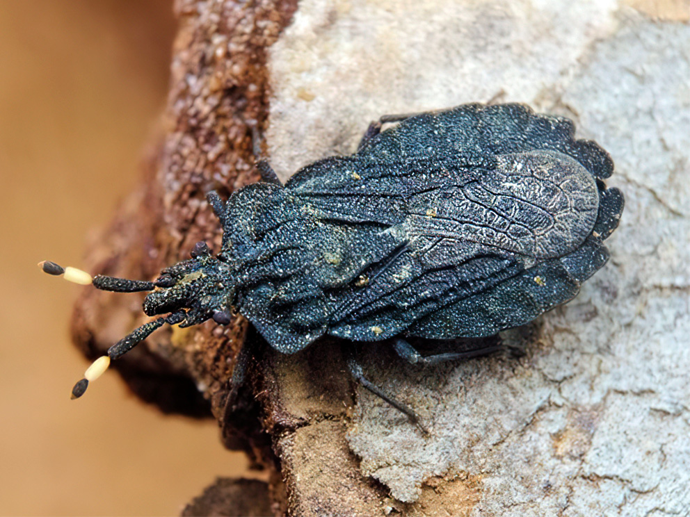 Raibtaustekļu mizsasblakts