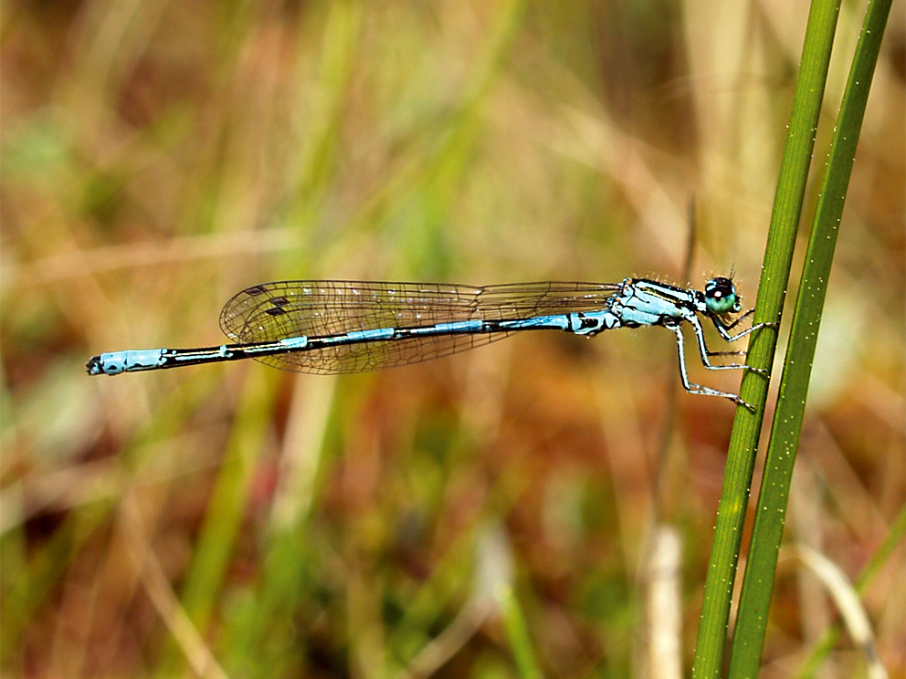 Ziemeļu krāšņspāre