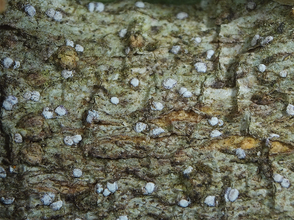 Cinobrsarkanā artonija