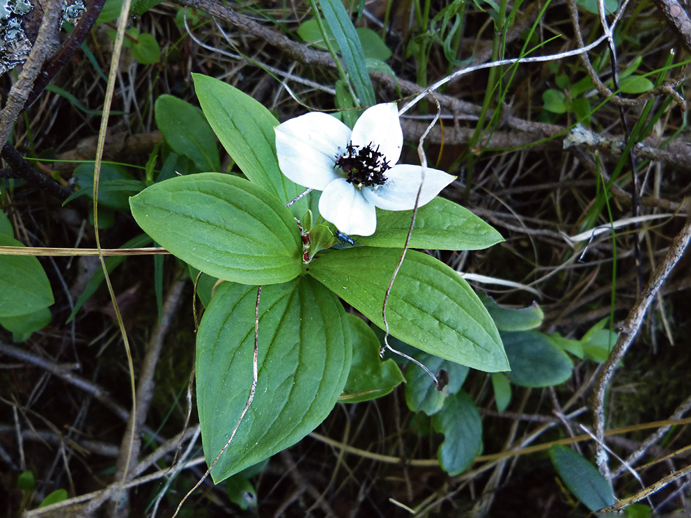 Zviedrijas pundurgrimonis