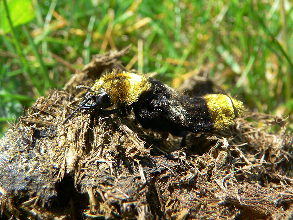 Pūkainais īsspārnis