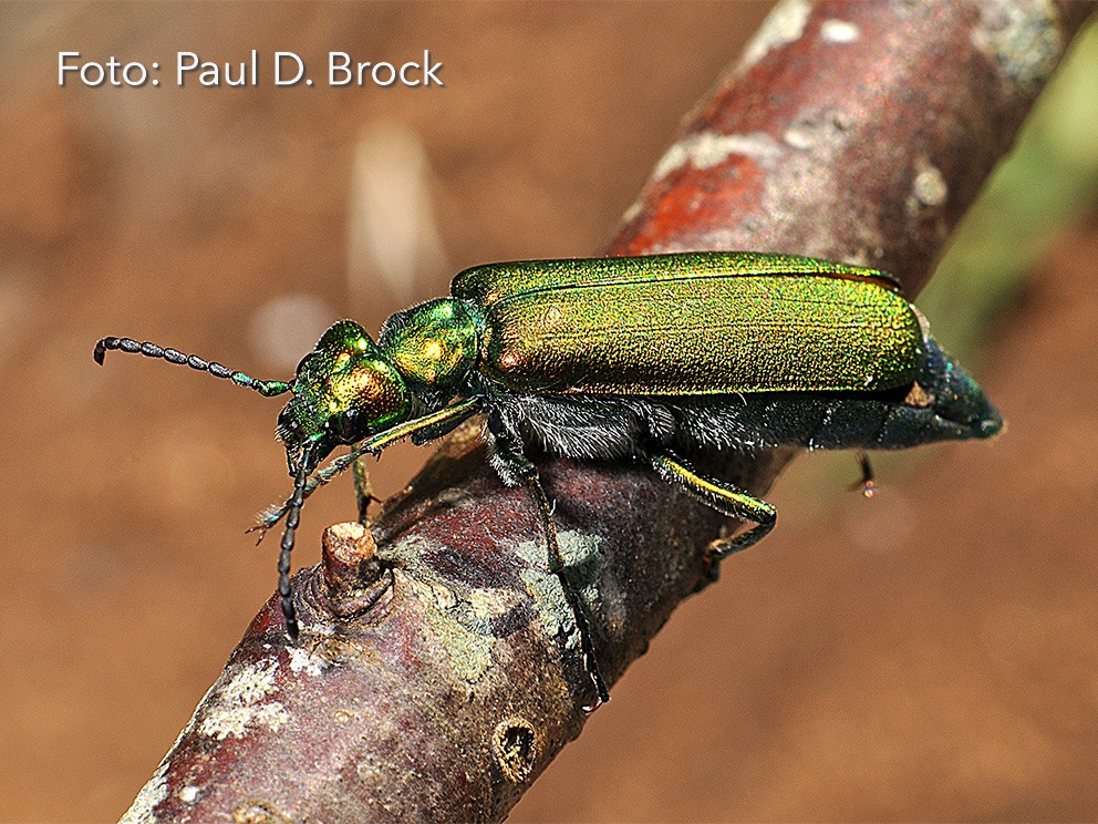 Zaļā eļļasvabole