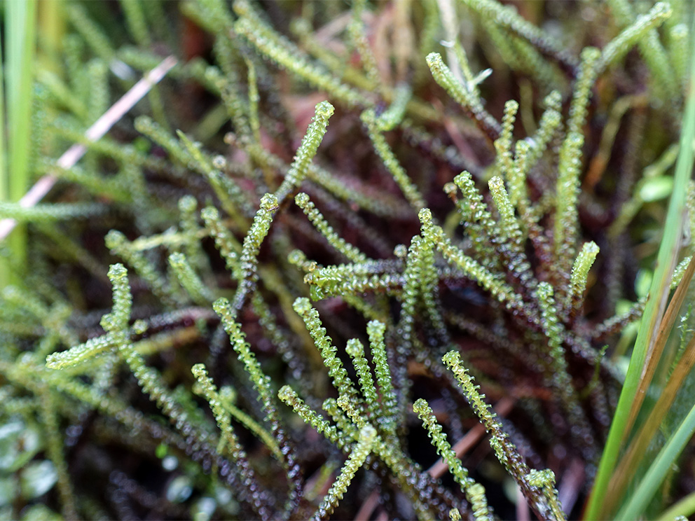 Spurainā dzīparene