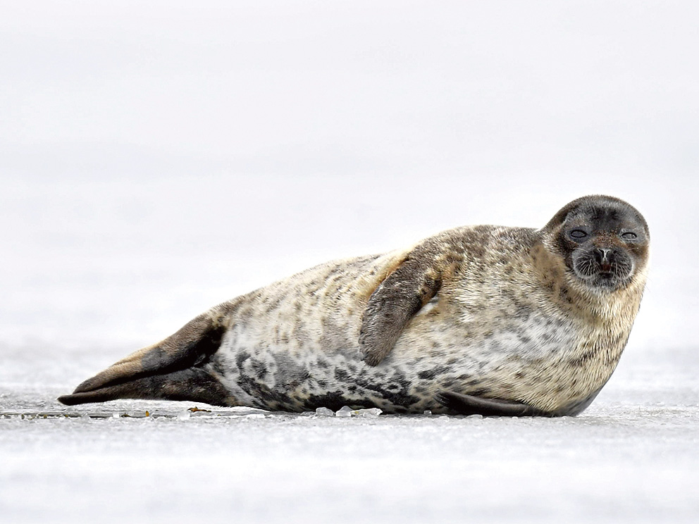 Baltijas pogainais ronis