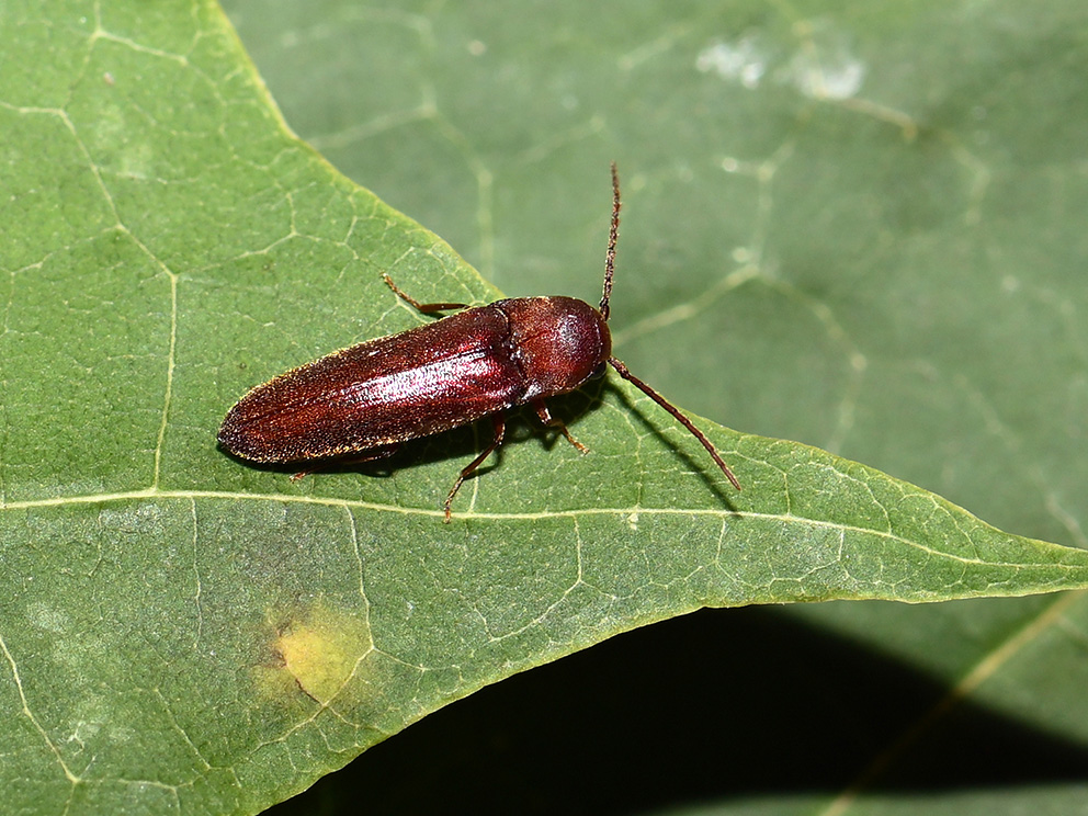 Sālberga māņsprakšķis