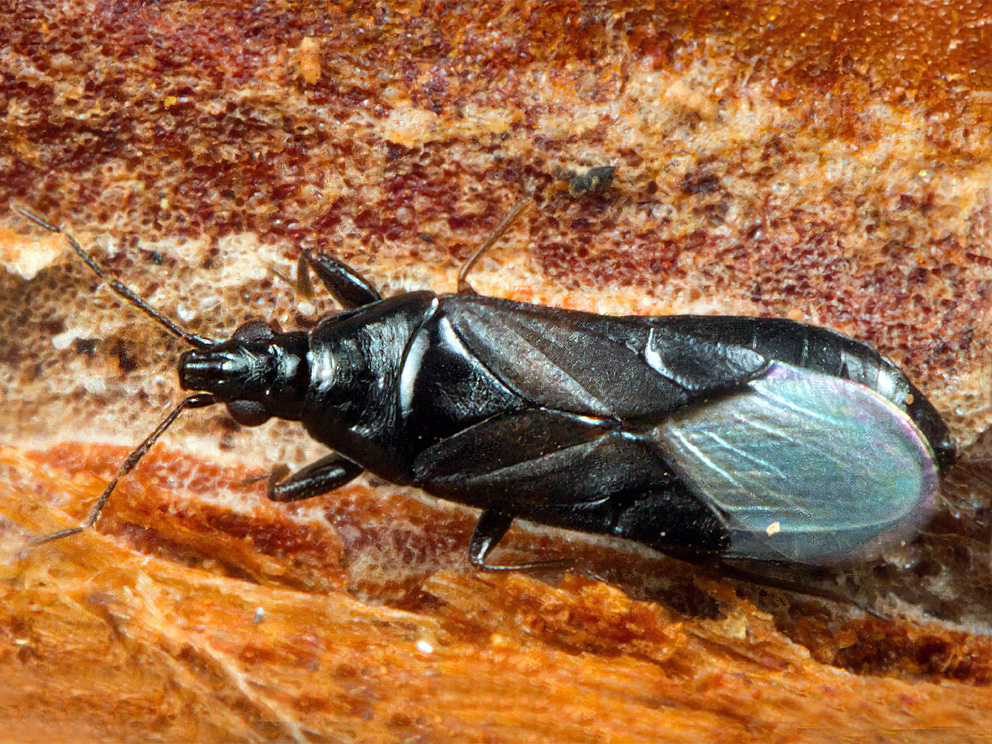 Slaidā laupītājblakts