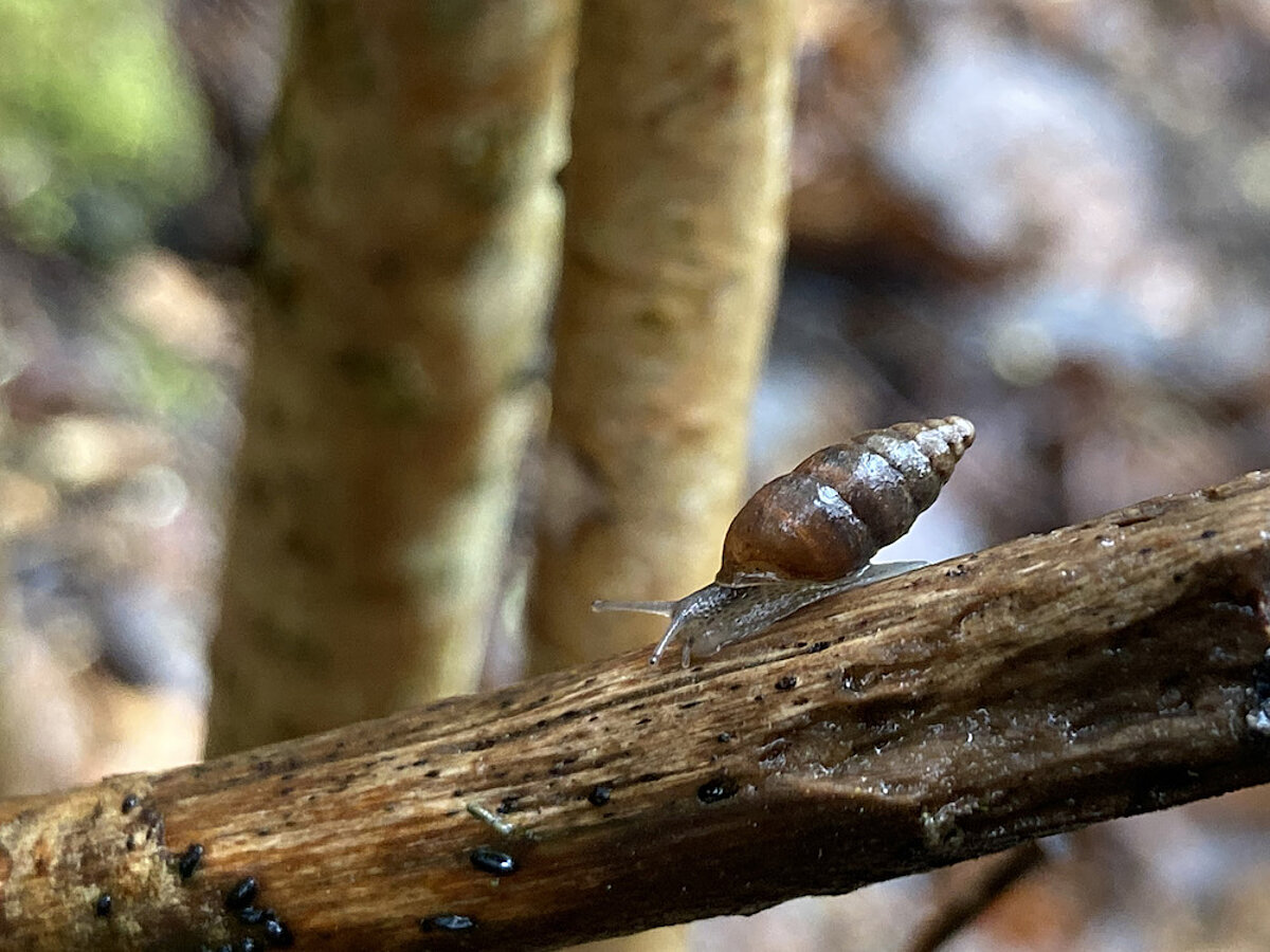 Protected species of the month snail Ena montana Latvijas Sarkanā
