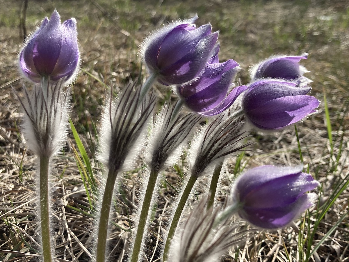 Protected species of the April and May - Pasqueflowers