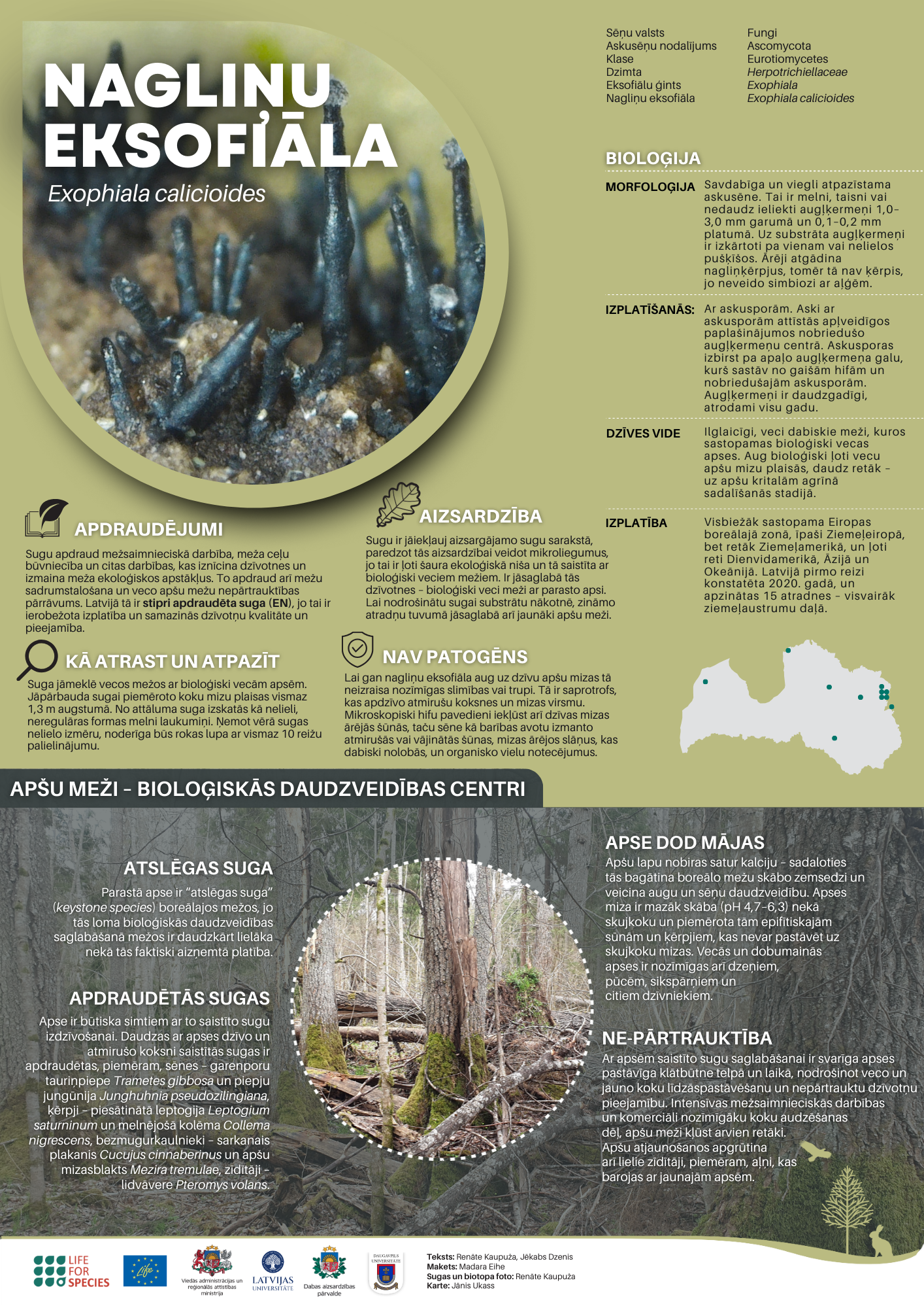 Highlighted species of January and February – Exophiala calicioides ...